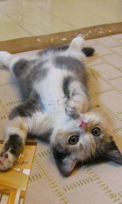 動物のロリ画像-057