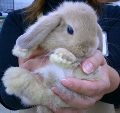 動物のロリ画像-031