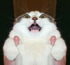 動物のロリ画像-072
