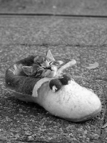 動物のロリ画像-010_1