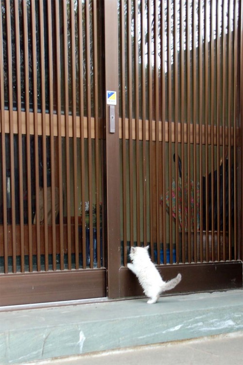動物のロリ画像-002