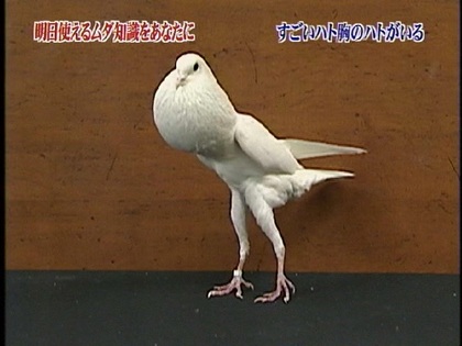 鳥の画像ください-069_2