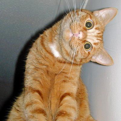 動物の笑える萌え画像-126