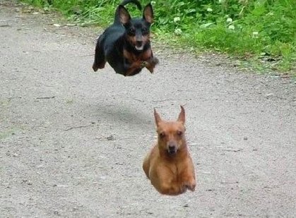 動物の笑える萌え画像-191