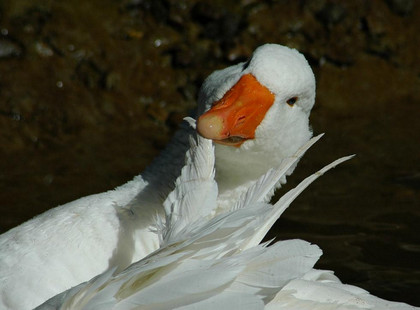鳥の画像ください-039_2