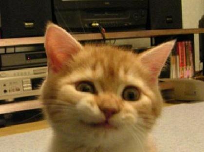 動物の笑える萌え画像-213