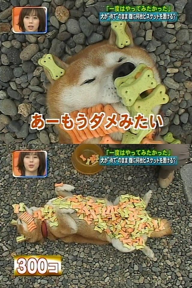 初見で吹いた画像-769
