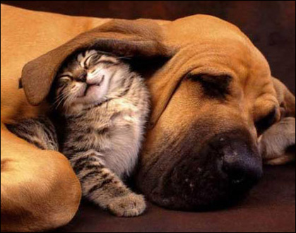 動物の笑える萌え画像-189