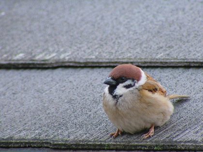 鳥の画像ください-043_3