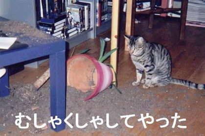 動物の笑える萌え画像-205
