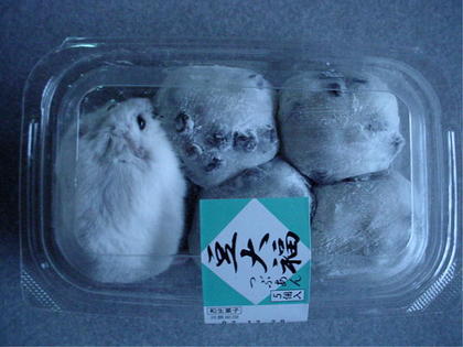 動物の笑える萌え画像-218