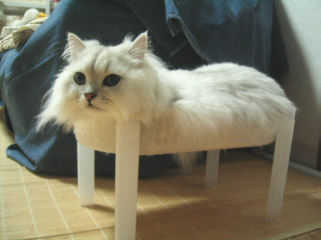 動物の笑える萌え画像-204