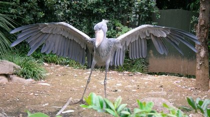 鳥の画像ください-043_2