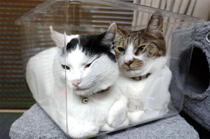 動物の笑える萌え画像-210