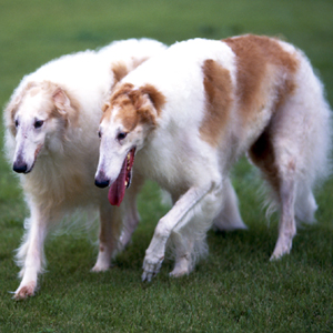�Х��ǥ�����-230_2