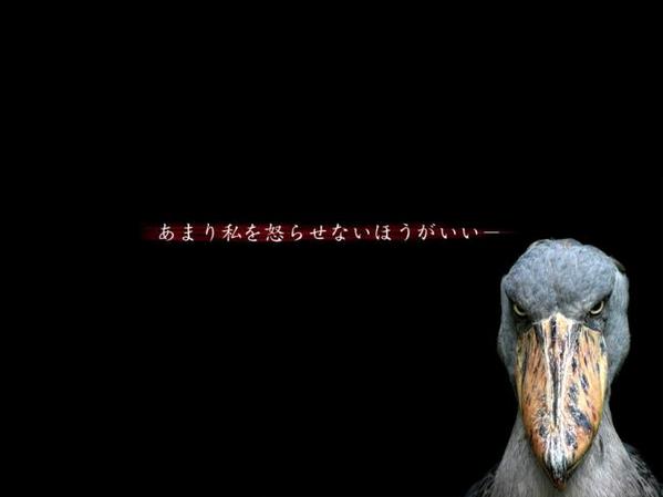 鳥の画像ください-70