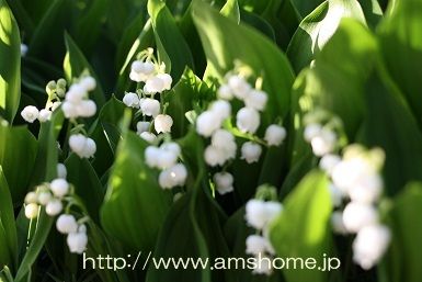 IMG_7611b