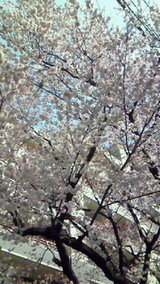 20100312sakura