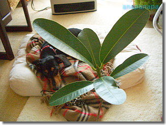 2011-12-27-02