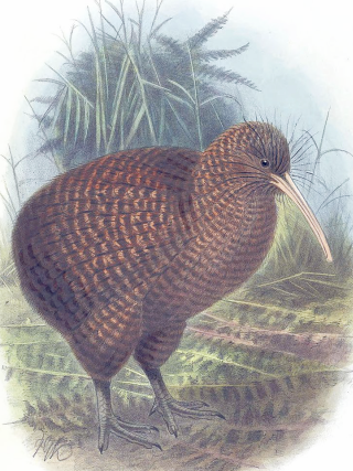 Kiwi