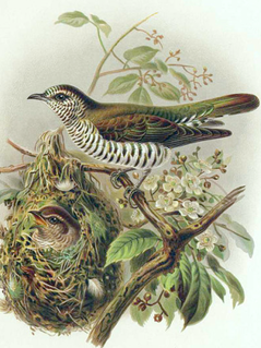 Pipiwharauroa