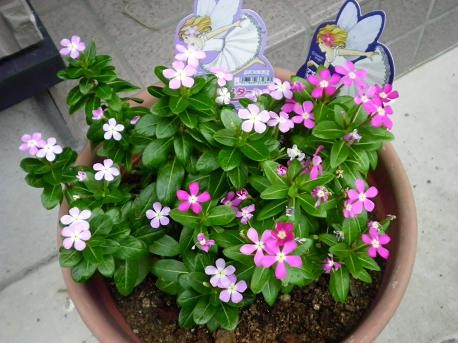 花2
