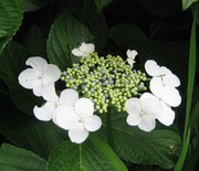 20130609Hase-temple8
