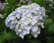 20130609Hase-temple10