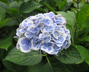 20130609Hase-temple7
