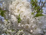 フランクフルト桜