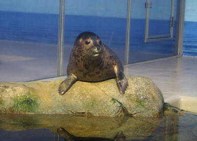 妹ちゃんがプロレスラー-水族館とビルズ05