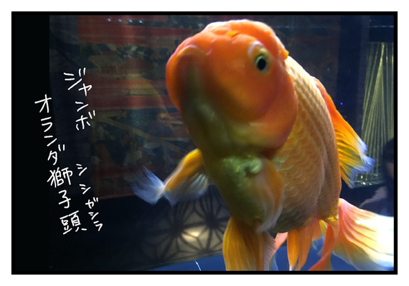 icchomae377_05