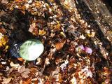 blog_fall_kidsinleaves_oct2009