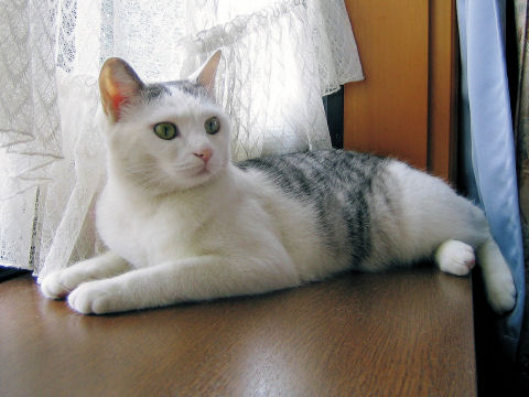 出窓でくつろぐモモ