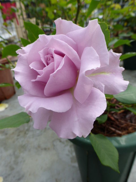 P1000952