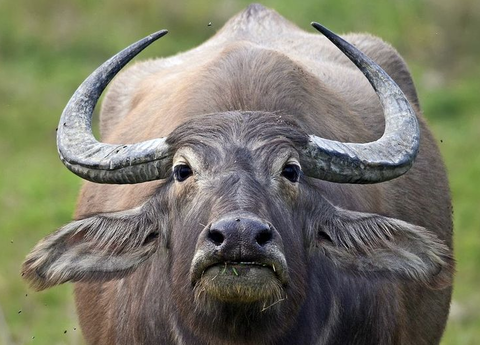 water buffalo