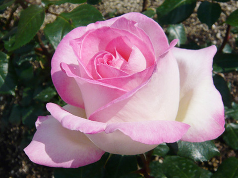 princesse de monaco