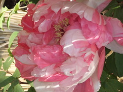DSCF1676