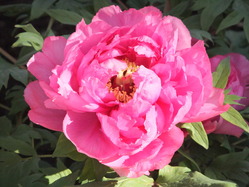 DSCF1678