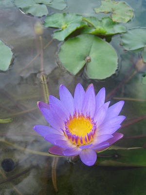 Pakse 049