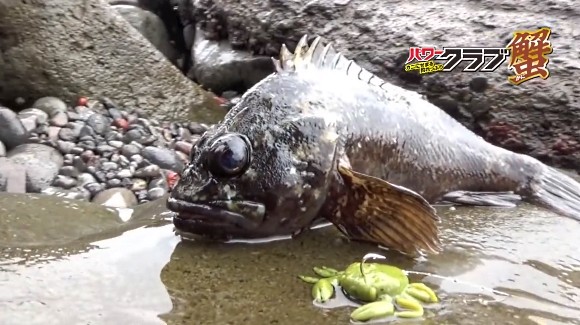 パワークラブ マルキュー 根魚 カサゴ ガシラ 蟹