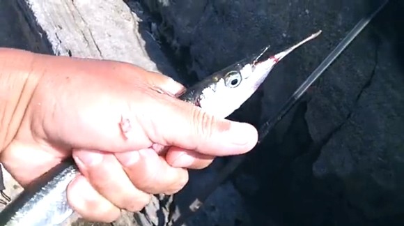サヨリ 海釣り 健啖隊 コマセ