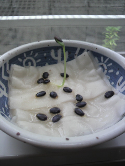 すいかの種