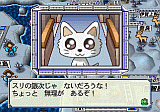 チワワ