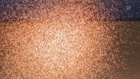 ANCB002068