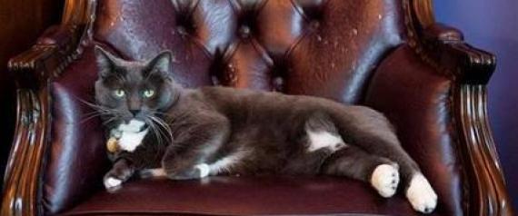 n-OREO-THE-CAT-large570