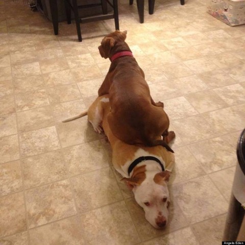 h-PIT-BULLS-768x768