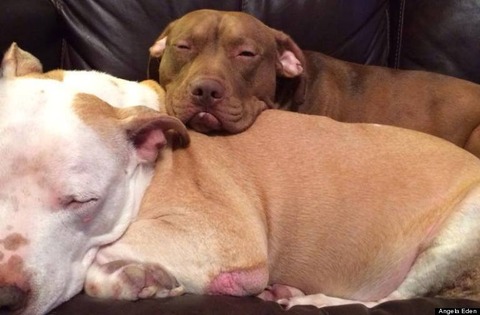 a-PIT-BULLS-768x504