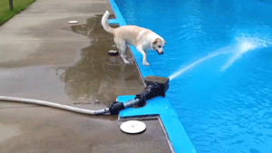 dogpoolfail