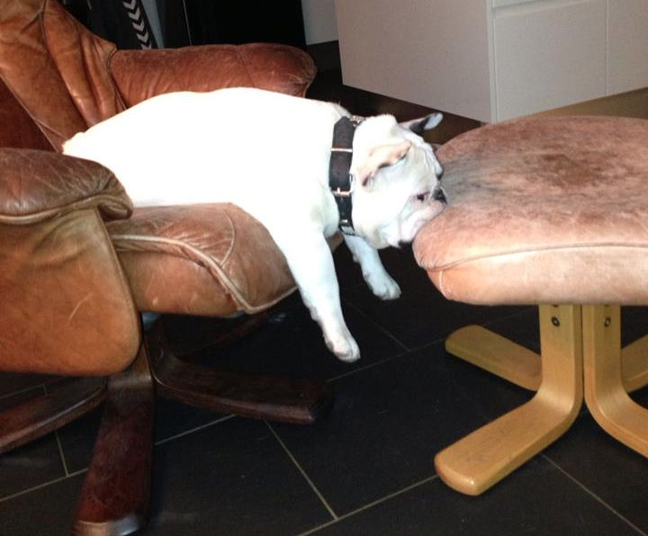 dogsleepingweird